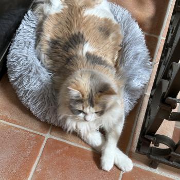 chat Ragdoll blue tortie mink & blanc VENUS Chatterie Le Temple des étoiles