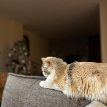 chat Ragdoll blue tortie mink & blanc VENUS Chatterie Le Temple des étoiles