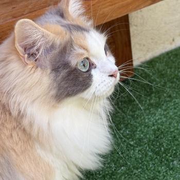 chat Ragdoll blue tortie mink & blanc VENUS Chatterie Le Temple des étoiles