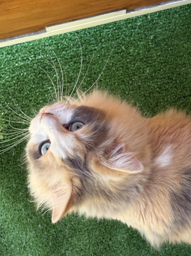 VENUS Femelle Ragdoll