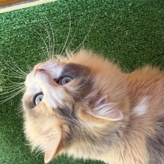 VENUS Femelle Ragdoll