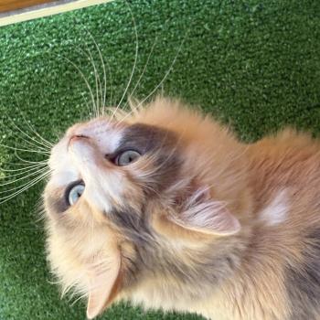 chat Ragdoll blue tortie mink & blanc VENUS Chatterie Le Temple des étoiles