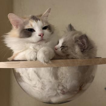 chat Ragdoll blue tortie mink & blanc VENUS Chatterie Le Temple des étoiles