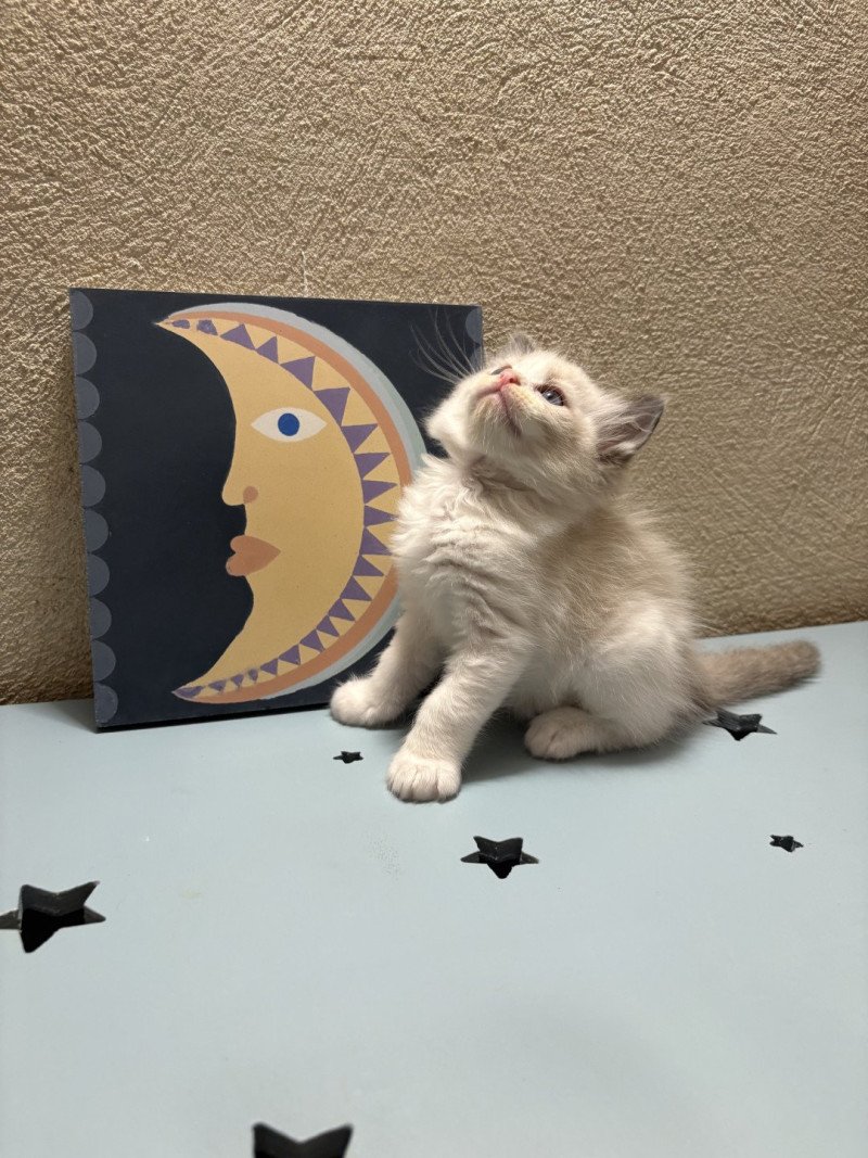 ADDOCK Le Temple des étoiles Mâle Ragdoll