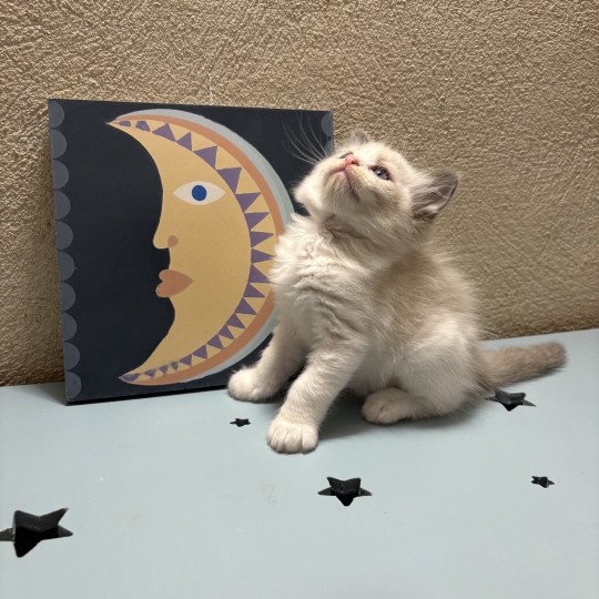 ADDOCK Le Temple des étoiles Mâle Ragdoll