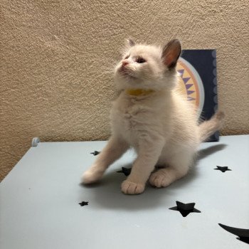 chaton Ragdoll black bicolor ADDOCK Chatterie Le Temple des étoiles