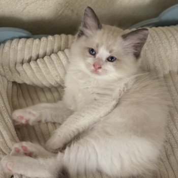 chaton Ragdoll black bicolor ADDOCK Chatterie Le Temple des étoiles