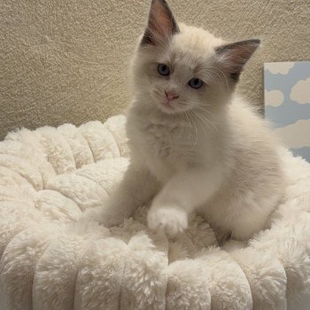 chaton Ragdoll black bicolor ADDOCK Chatterie Le Temple des étoiles