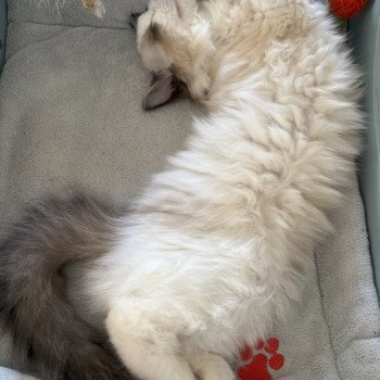 chat Ragdoll black bicolor ADELE BLANC SEC Chatterie Le Temple des étoiles