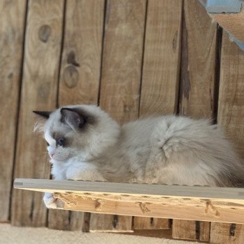 chat Ragdoll black bicolor ADELE BLANC SEC Chatterie Le Temple des étoiles
