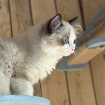 chat Ragdoll black bicolor ADELE BLANC SEC Chatterie Le Temple des étoiles