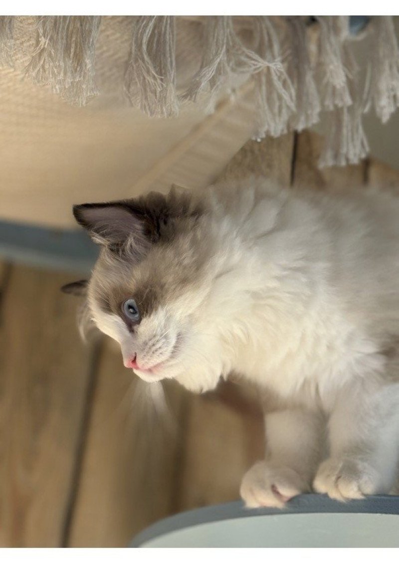 ADELE BLANC SEC RAG'S PARADISE Femelle Ragdoll