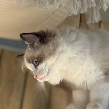 chat Ragdoll black bicolor ADELE BLANC SEC Chatterie Le Temple des étoiles