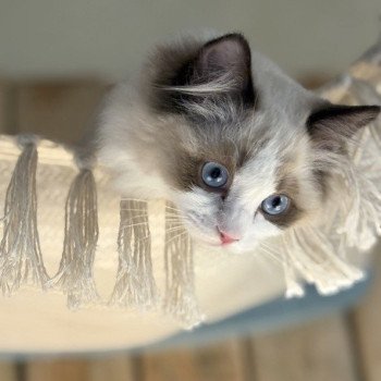 chat Ragdoll black bicolor ADELE BLANC SEC Chatterie Le Temple des étoiles