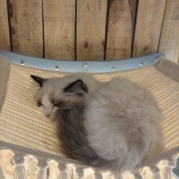 chat Ragdoll black bicolor ADELE BLANC SEC Chatterie Le Temple des étoiles