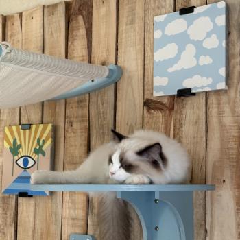 chat Ragdoll black bicolor ADELE BLANC SEC Chatterie Le Temple des étoiles