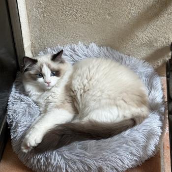 chat Ragdoll black bicolor ADELE BLANC SEC Chatterie Le Temple des étoiles