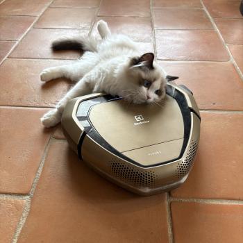 chat Ragdoll black bicolor ADELE BLANC SEC Chatterie Le Temple des étoiles