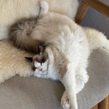 chat Ragdoll black bicolor ADELE BLANC SEC Chatterie Le Temple des étoiles