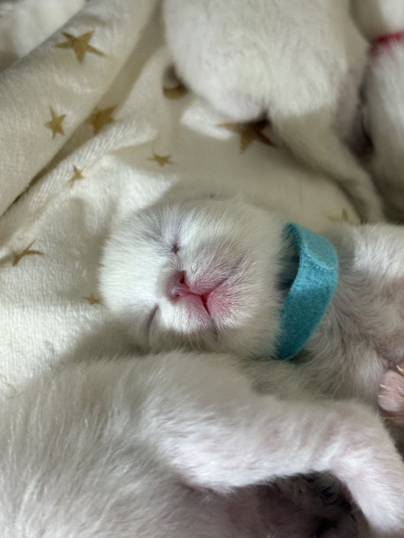 ALIZEE Le Temple des étoiles Femelle Ragdoll