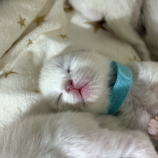 ALIZEE Le Temple des étoiles Femelle Ragdoll