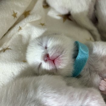chaton Ragdoll blue mitted ALIZEE Chatterie Le Temple des étoiles