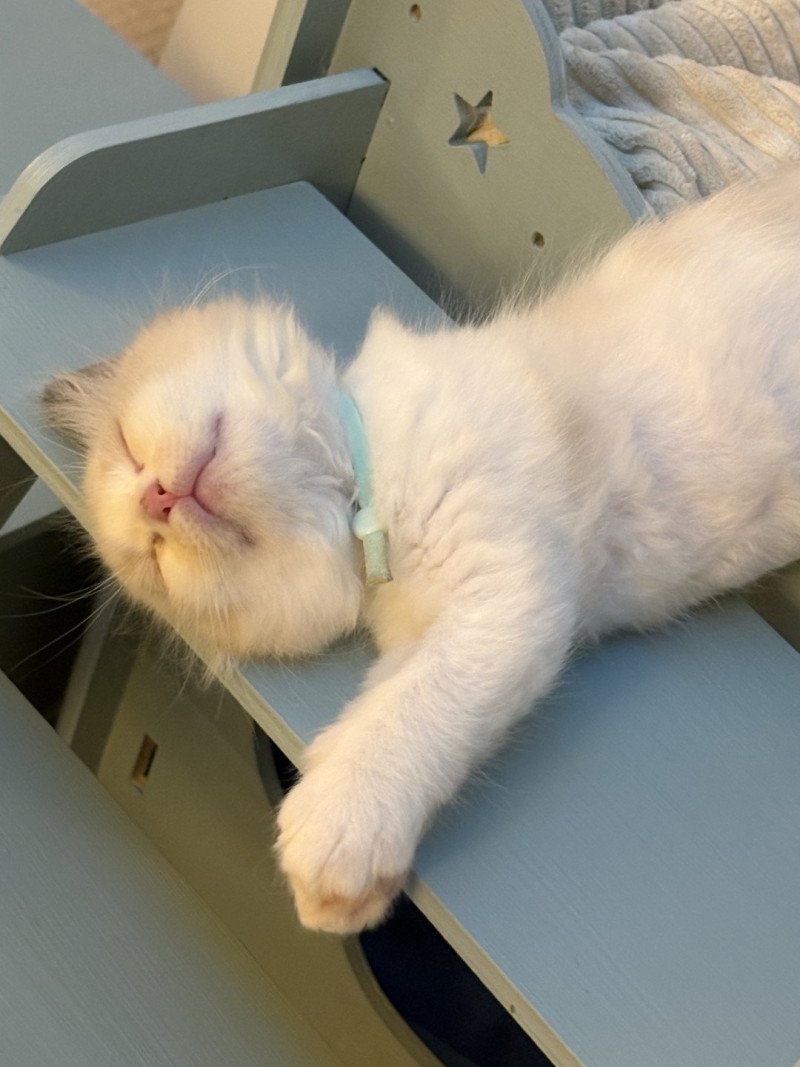 Alma Le Temple des étoiles Femelle Ragdoll