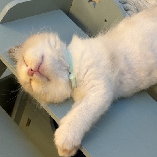 Alma Le Temple des étoiles Femelle Ragdoll