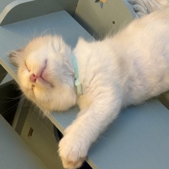 chaton Ragdoll black & blanc Alma Chatterie Le Temple des étoiles