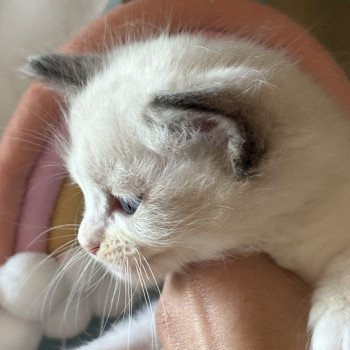 chaton Ragdoll black & blanc Alma Chatterie Le Temple des étoiles