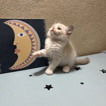 chaton Ragdoll black & blanc Alma Chatterie Le Temple des étoiles