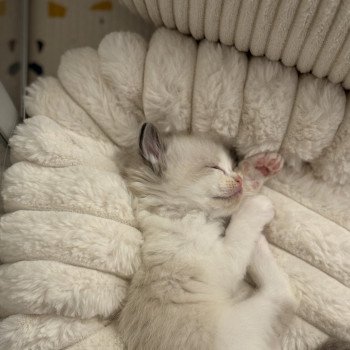 chaton Ragdoll black & blanc Alma Chatterie Le Temple des étoiles