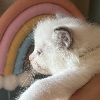 chaton Ragdoll black & blanc Alma Chatterie Le Temple des étoiles
