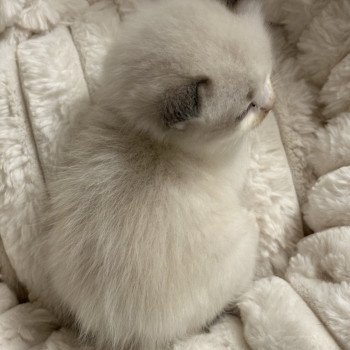 chaton Ragdoll black bicolor Altair Chatterie Le Temple des étoiles