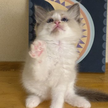 chaton Ragdoll black bicolor Altair Chatterie Le Temple des étoiles