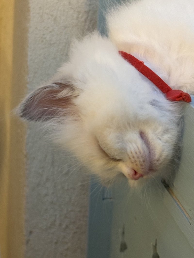 ALYA Le Temple des étoiles Femelle Ragdoll