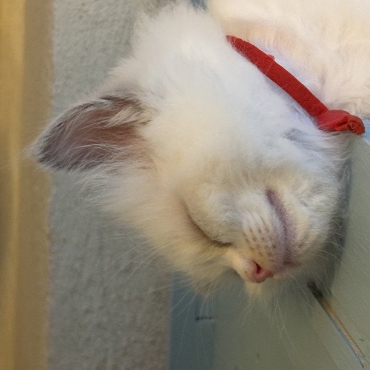 ALYA Le Temple des étoiles Femelle Ragdoll