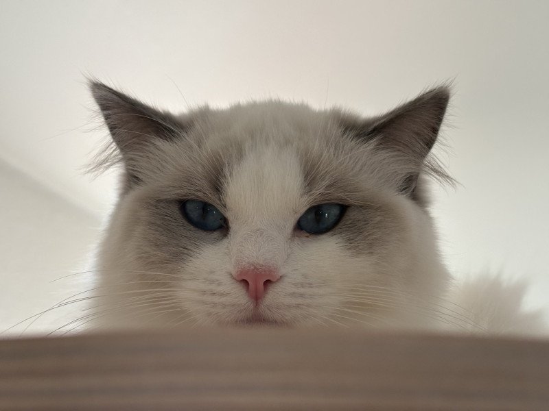 VOLANNA Femelle Ragdoll