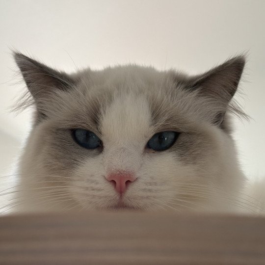 VOLANNA Femelle Ragdoll