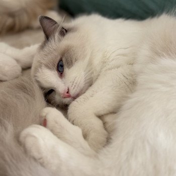 chat Ragdoll blue bicolor VOLANNA Chatterie Le Temple des étoiles