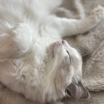 chat Ragdoll blue bicolor VOLANNA Chatterie Le Temple des étoiles