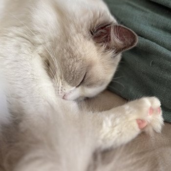 chat Ragdoll blue bicolor VOLANNA Chatterie Le Temple des étoiles