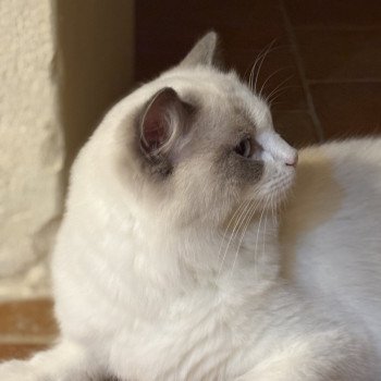 chat Ragdoll blue bicolor VOLANNA Chatterie Le Temple des étoiles