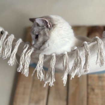 chat Ragdoll blue bicolor VOLANNA Chatterie Le Temple des étoiles