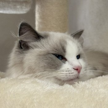 chat Ragdoll blue bicolor VOLANNA Chatterie Le Temple des étoiles