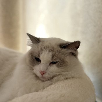 chat Ragdoll blue bicolor VOLANNA Chatterie Le Temple des étoiles