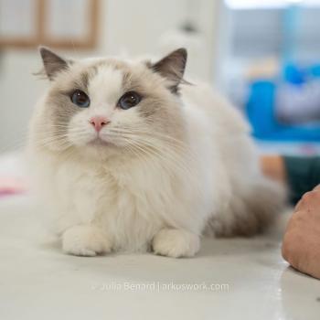 chat Ragdoll blue bicolor VOLANNA Chatterie Le Temple des étoiles