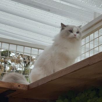 chat Ragdoll blue bicolor VOLANNA Chatterie Le Temple des étoiles