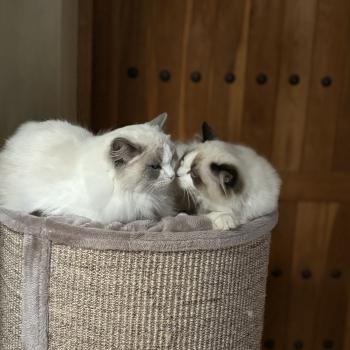 chat Ragdoll blue bicolor VOLANNA Chatterie Le Temple des étoiles