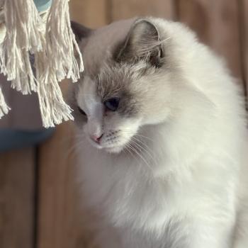 chat Ragdoll blue bicolor VOLANNA Chatterie Le Temple des étoiles
